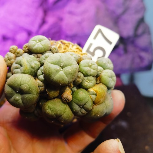 0617-The root has already been sent out --Astrophytum myriostigma/Ariocarpus / - Imagen 6 de 7