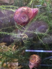 2 High Quality Leopard Ramshorn Amazing algae eating snails,  free plants