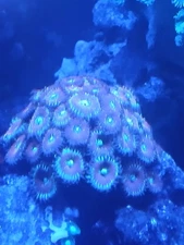 zoa,soft coral,30 plus polyps on plug.fast grower, colorfu.wysiwyg.og magicians.