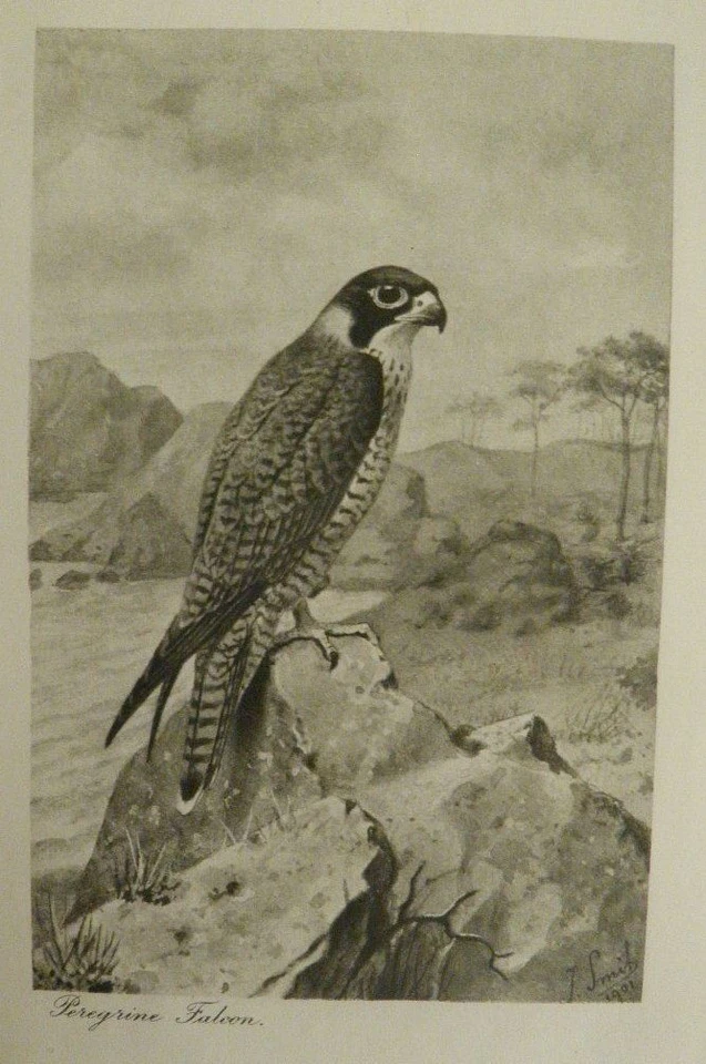 SHOOTING by Alexander Innes Shand 1902 Bird & Stag Hunting + Falconry - Image 2 of 4