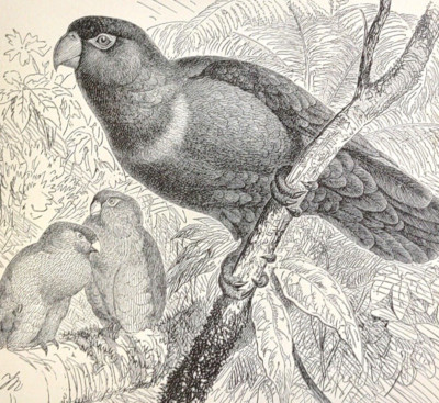 Old Antique Victorian Era Vintage 1895 Purple-Capped Lory Engraved Bird Print
