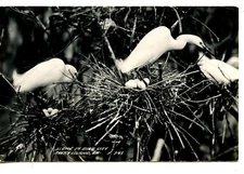 Snowy Egret Nests with Eggs-Avery Island-Louisiana-Vintage RPPC Postcard