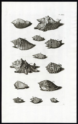 Antiker Druck-EPIDROMIS-ALATAE-SCHNECKENHAUS-WEICHTIERE-Maria Sybilla Merian-1741