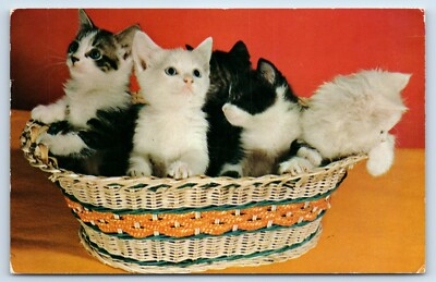 Five Is A Crowd - Basket Full of Five Cute Fluffy Kittens c1960 Postcard