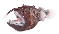 Anglerfish Fish Sea Animal Toy PVC Action Figure Kids Toys Party Children Gifts
