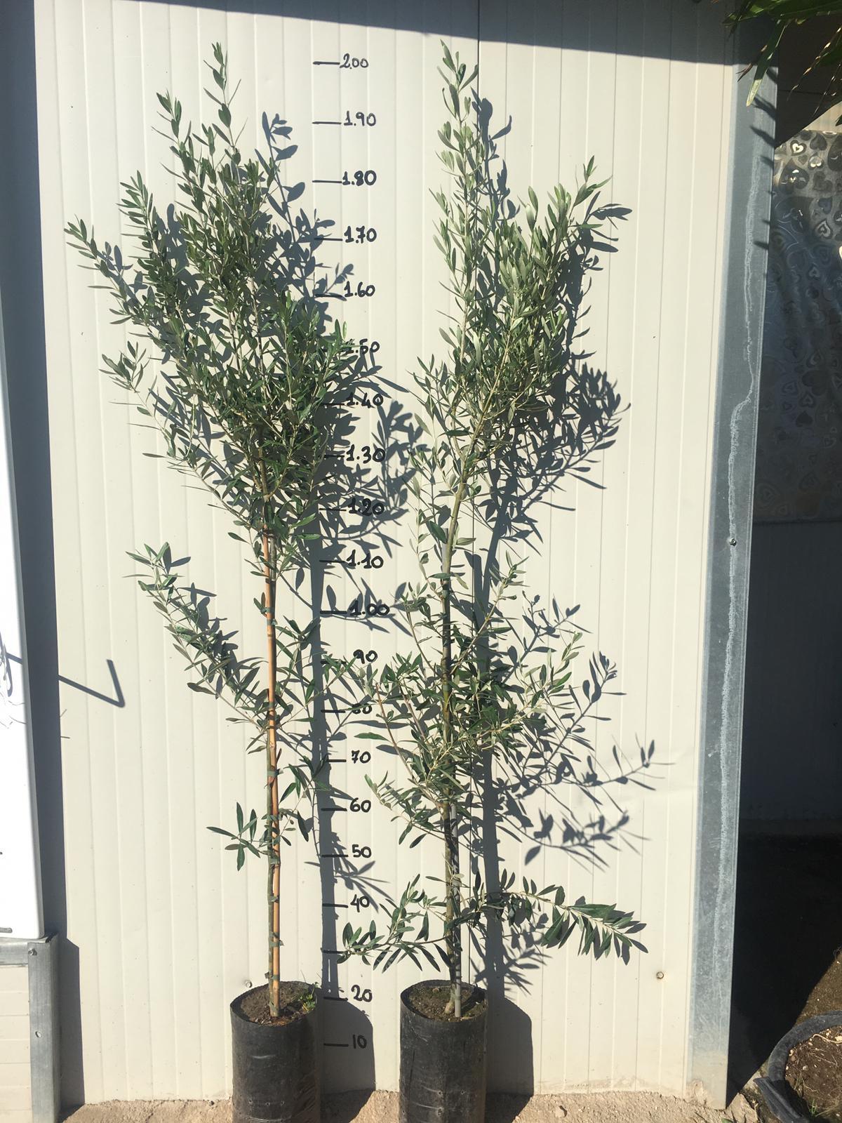 Pianta di ulivo Cipressino piante di ulivo foto reali H 180cm