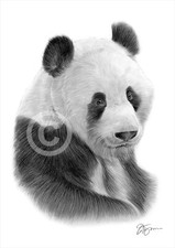 GIGANTE PANDA disegno a matita stampa artistica formati A3/A4 opera d'arte firmata