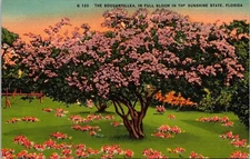 Bouganvillea In Full Bloom Florida Scenic Tropical Plantlife Linen Postcard