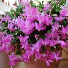 Purple Christmas Cactus Plants Live in 3 Inch Pot - 5-6in Tall - Holiday Cactus