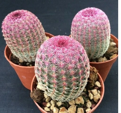 CACTUS PLANT Echinocereus Rigidissimus Rubispinus Cactus Succulents Live Cacti Plant ROOTED
