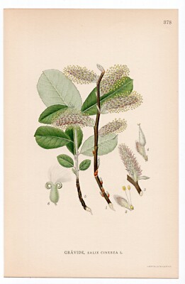 1926 Lindman Botanical Flower Print, Grey Willow, Grey Sallow Tree