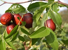 Jujube Seeds - Ziziphus jujuba - Chinese Red Date TCM Fruit Tree Planting Seeds