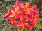 Rare! Waimea Rooted Cutting Plumeria Plant - 15" - 2 Tips