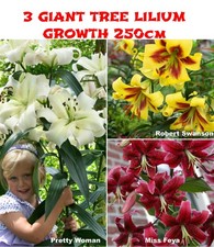 3 GIANT LILIES TREE HYBRID FRAGRANT COLLECTION TUBERS PERENNIAL SUMMER FLOWER
