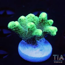 Green Fuzz Birdsnest Frag - NOT WYSIWG | Live SPS Coral | Aquacultured