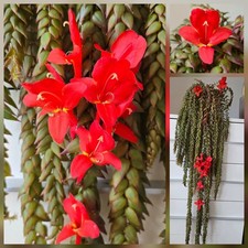Columnea arguta. (Flying GoldFish Plant) Rare Trailing Plant. 1x Rooted Cutting