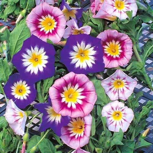 35 Wild Petunia Seeds - Fragrant Purple Flowers By GroCo (Buy 15+ For Free Shipping!)