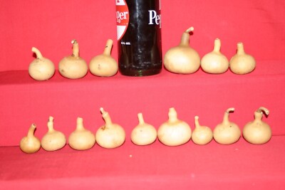 GOURDS 15 QUALITY MINI KETTLE  GOURDS ( DRIED  & CLEANED  )