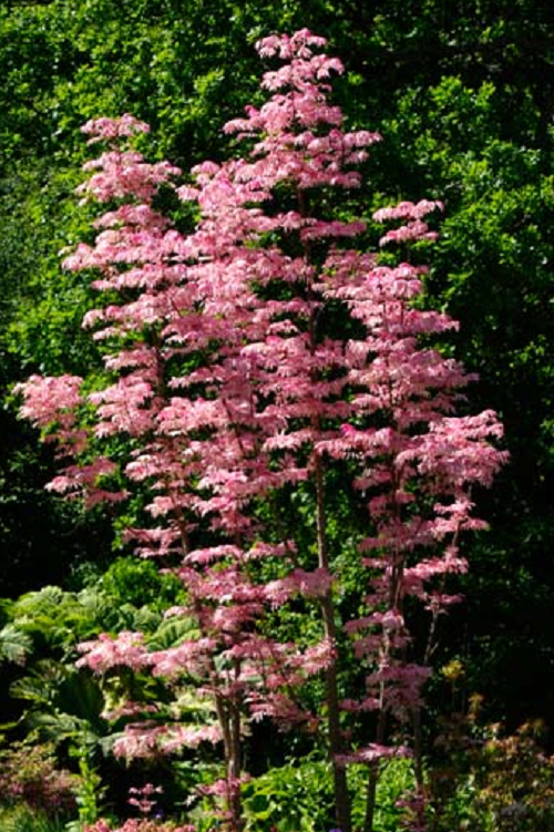 500 Sinensis FLAMINGO Toona Seeds - Chinese Toon, Chinese Mahogany