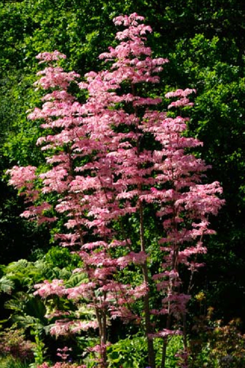30 Semillas de Toona Sinensis FLAMINGO - Toon chino, caoba china - hojas rosas
