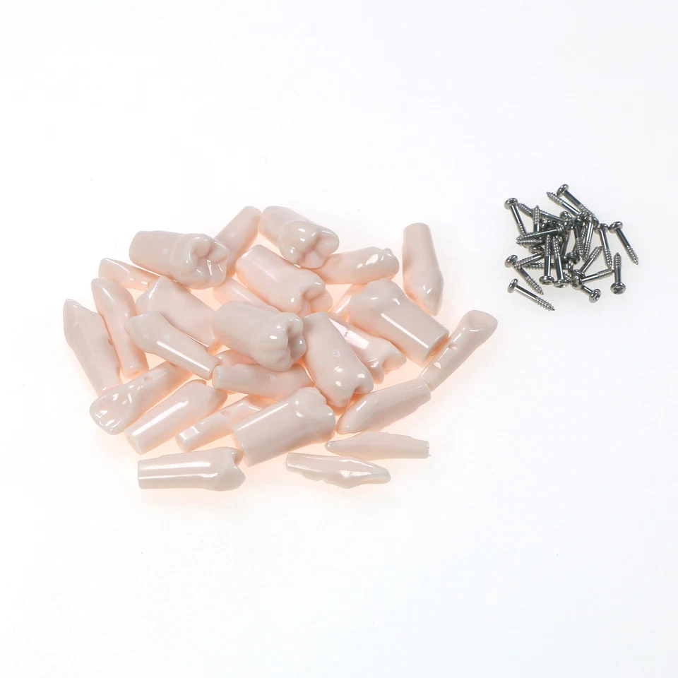 Modelo dental detallado Fit Kilgore NISSIN 500 Typodont 28 piezas con dientes extraíbles Foto 3 de 4