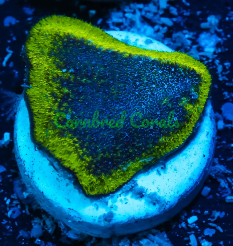 Cornbred's Joker Psammacora - Frag - LIVE CORAL
