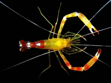 Gold Coral Banded Live Shrimp – Rare Saltwater Cleaner for Reef Aquarium