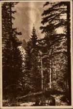 Timisul de Sus Fagaras Romania vintage postcard e261