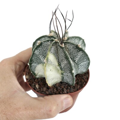Astrophytum capricorne crassispinum WHITE VARIEGATED G4 no crested aztekium