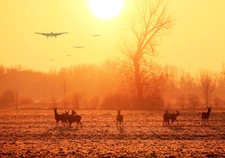 Avro Lancasters over Deers in field canvas prints various sizes free delivery