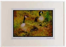 163087 Pair Of Canadian Geese With Young Watercolour Picture Frame Ltd Ed A2