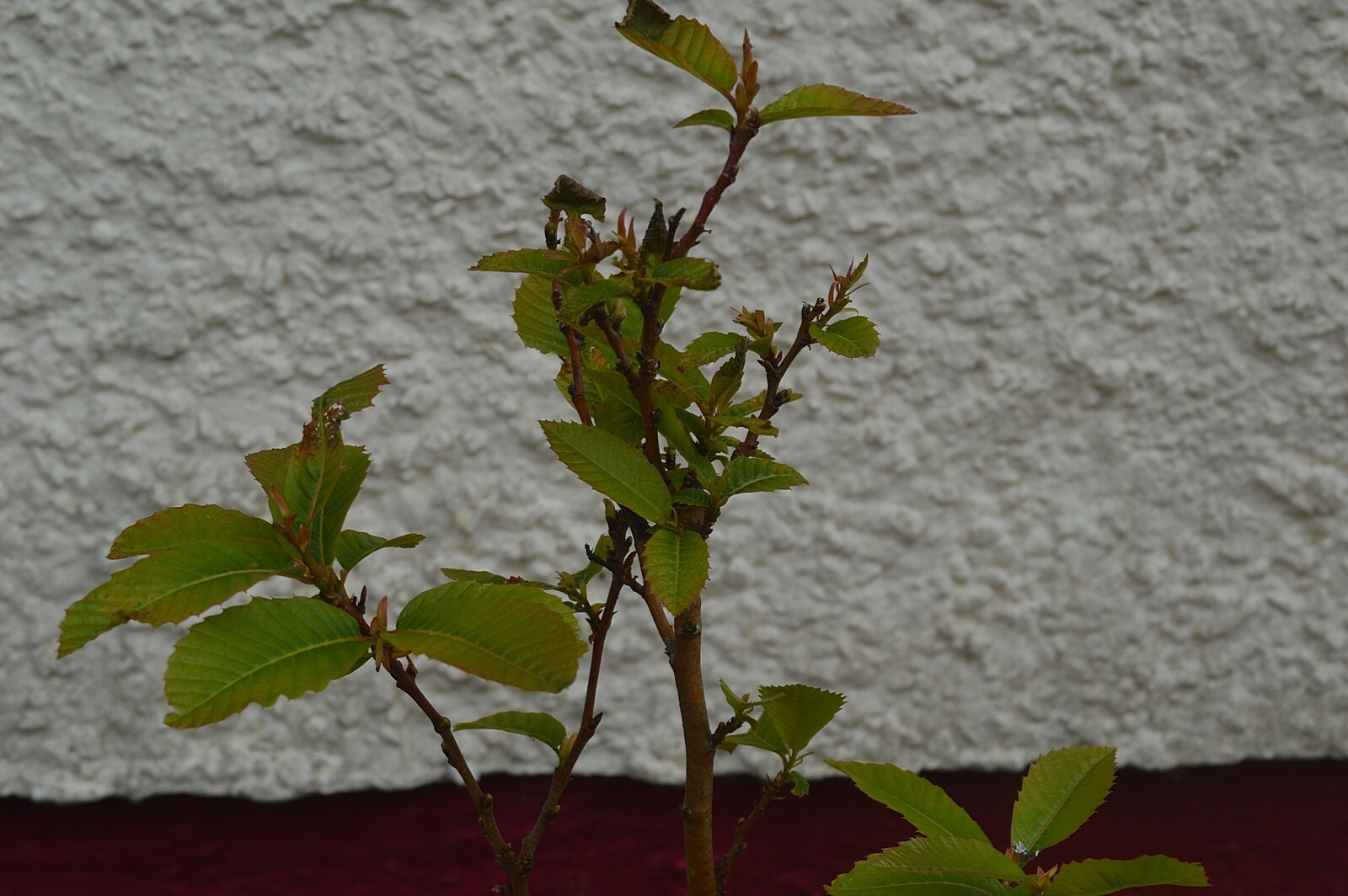 Bild 4 von 6