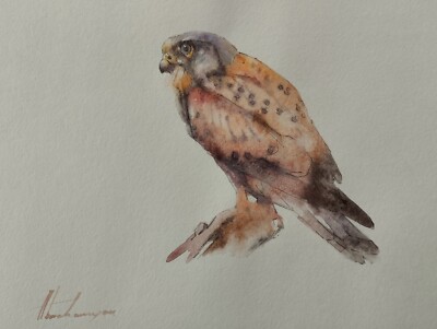 Kestrel, Birds, Watercolor artwork, Handmade, Original painting on paper