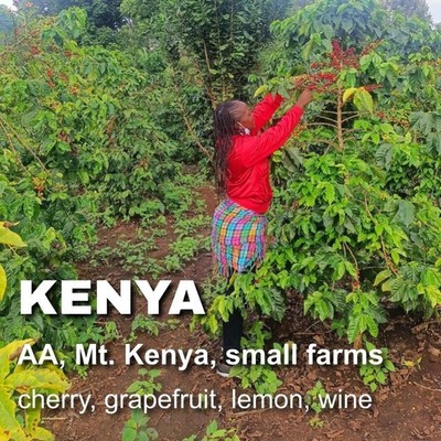 Kenya AA unroasted green coffee beans, smallholder farms, Mt. Kenya, 4lbs
