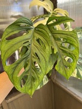 Monstera Adansonii Large Mature cuting With Roots And New Shoots