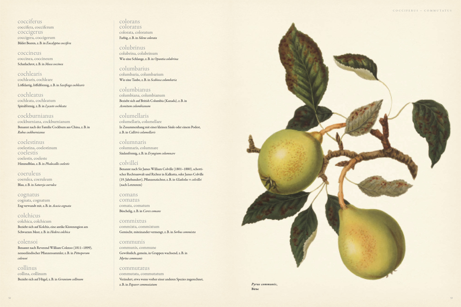 Thumbnail - Latein Für Gärtner, Lorraine Harrison