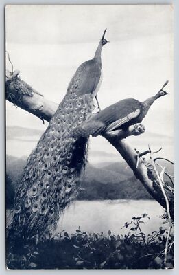 Animal~Green Peafowl Pair~Pheasant Family~Chicago Natural History Museum~Vtg PC