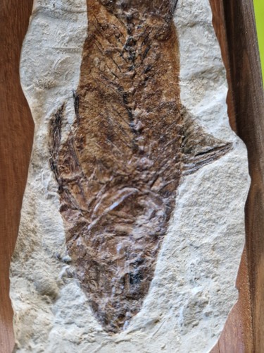 Fossil CARANGIDE bolca 20 Cm - Foto 14 di 24