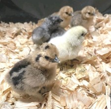 18 Silkie Hatching Eggs a Few For Good Luck.