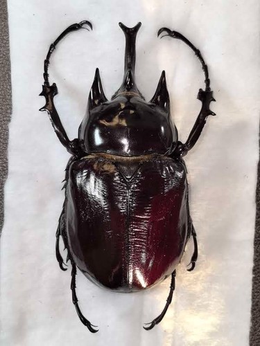 Megasoma janus ssp fujitai ? 103-4mm Big male  - Bolivia