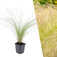 Federgras Pflanzen 24 StüCk - Bodendecker Winterhart - Stipa Tenuissima