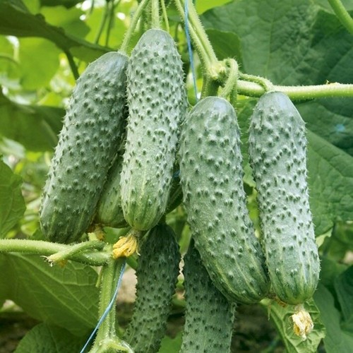Cucumber Tchaikovsky F1 1000 Seeds Hybrid Cucumber Чайковский