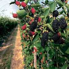 20 BLACKBERRY BUSH SEEDS (Rubus allegheniensis) Garden Fruit Plant Hardy-Zone 3
