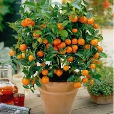 25+ Mandarin Orange Seeds- Citrus reticulata Blanco - Order Track 1st Class Ship