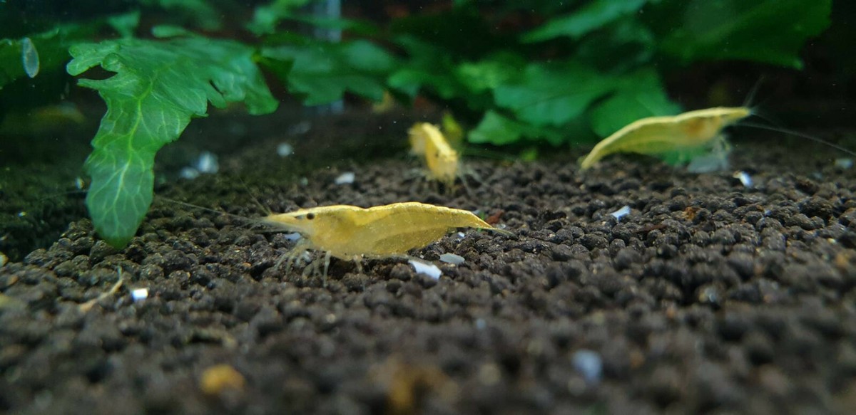 Golden back yellow neocardna : r/shrmptank