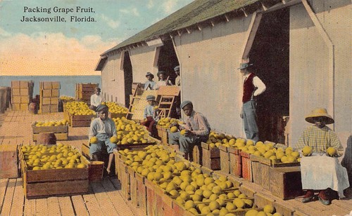 FL - 1913 Florida Verpackung Grapefruit Zitrusfrüchte in Jacksonville, FLA - DUVAL County