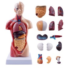 10.5 Inch 15 Part Human Torso Model, 15 Model