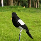 Foto 5 di 9