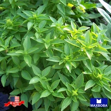 500+ Basil Seeds Spicy Globe Non-GMO Heirloom