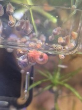 10 5 Ramshorn Snails Pearl Pink, Red Golden, Dark Blue 